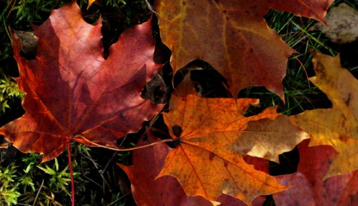 朝日新聞の書評欄を読んで気になった本