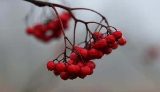 日経新聞の書評欄を読んで気になった本