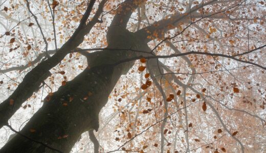 毎日新聞の書評欄を読んで気になった本