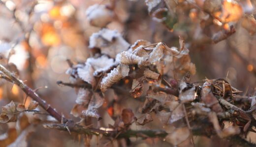 東京新聞の書評欄を読んで気になった本