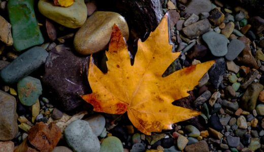 読売新聞の書評欄を読んで気になった本