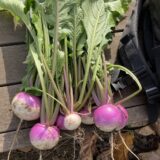 週末農業シーズン３　　　　　アブラムシ騒動　その後