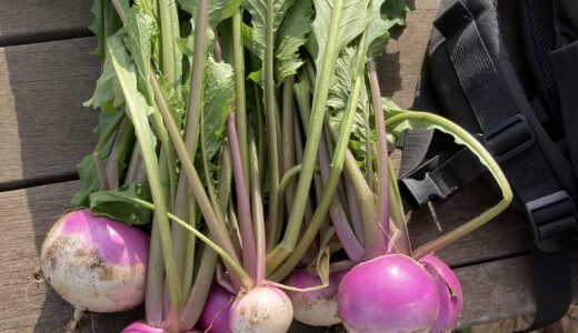 週末農業シーズン３　　　　　アブラムシ騒動　その後