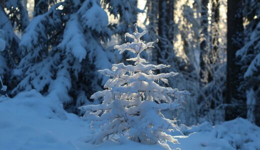会社四季報が届く