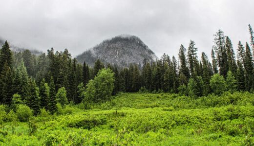アブラムシ騒動