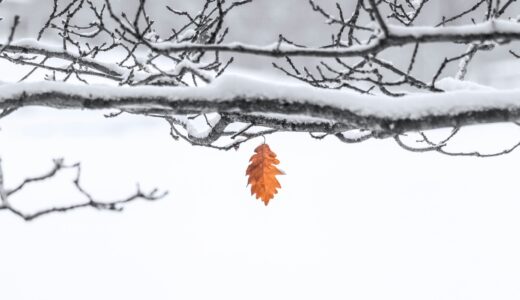 息子の大学入試申し込み