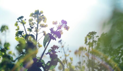 忌引の休み、最後の日にマックを食べた