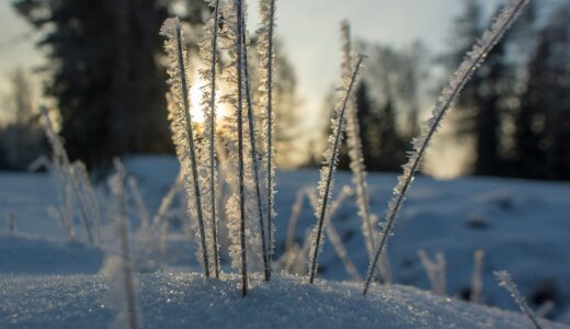 ポテコとジビエ・カレー