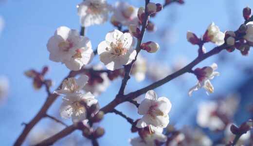 三連休の最終日　春一番