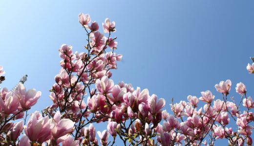 金曜日の夜、図書館で