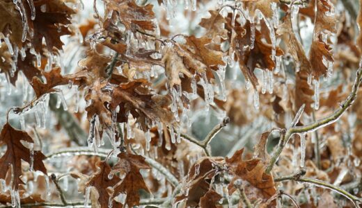 春を待つ父の悩み　水曜日の夜に