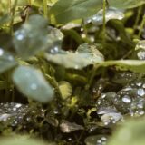 静かに春を待つ