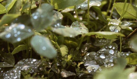 静かに春を待つ