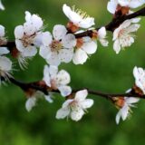 養命酒だよりをめくりながら