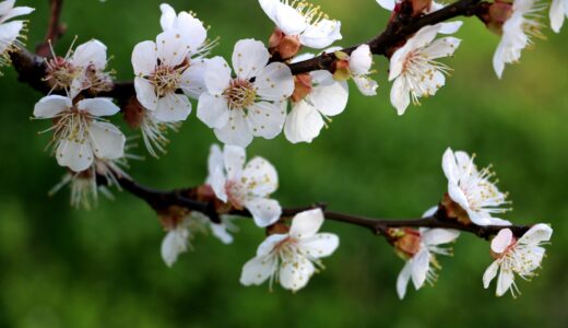 養命酒だよりをめくりながら