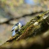 ほぼにち手帳で日記を書いて15年　私の使い方