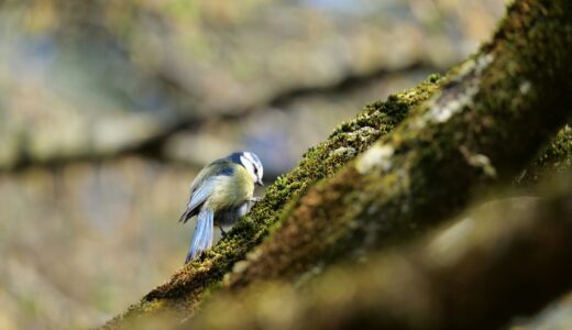 ほぼにち手帳で日記を書いて15年　私の使い方