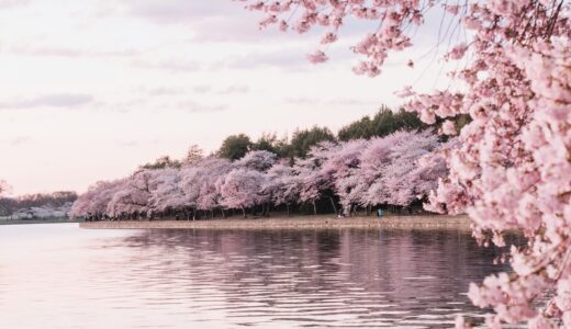 千鳥ヶ淵の桜の夜景をみて感じたこと