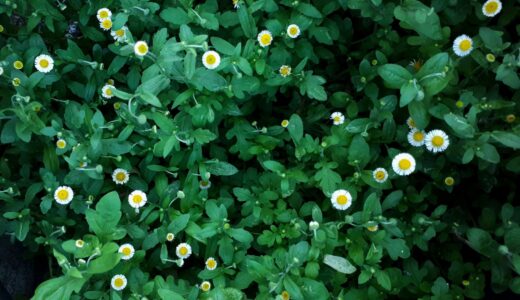 図書館で読んだ記事から考えること【ショーン・ペンの言葉】