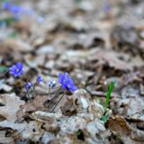 補欠発表の金曜日