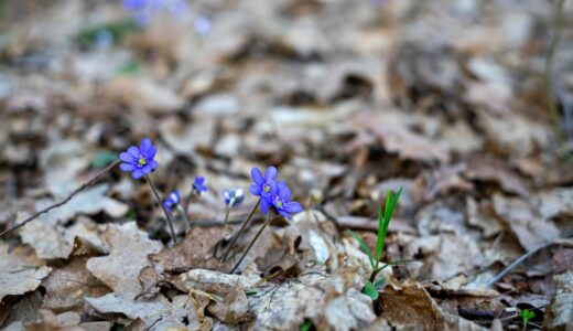 補欠発表の金曜日