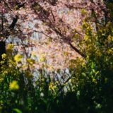 中国人漫画家のリアルと、若島津の死去に、思いを馳せる夜