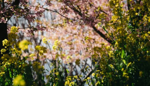 中国人漫画家のリアルと、若島津の死去に、思いを馳せる夜