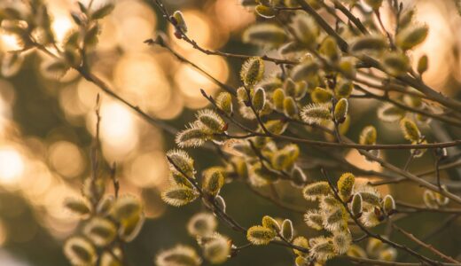 街の本屋が消える時代、それでも本を読む理由