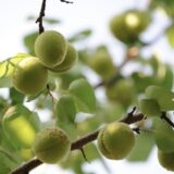 梅酢にハマるこの頃、火曜日の夜