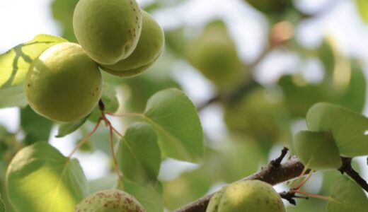 梅酢にハマるこの頃、火曜日の夜