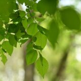 母の日の日曜日、午前中のこと
