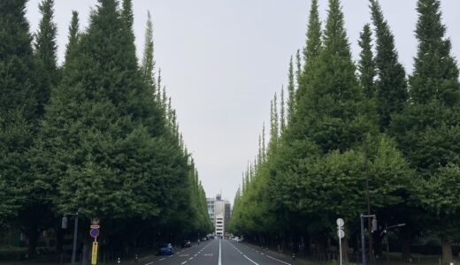 日曜日早朝、神宮外苑を走る