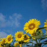 7月のある水曜日
