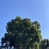 秋晴れの日曜日　思ったこと