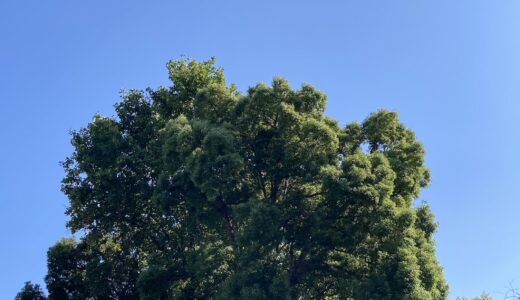 秋晴れの日曜日　思ったこと